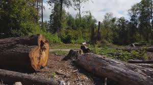 Best Utility Line Clearance  in Holly Springs, MS