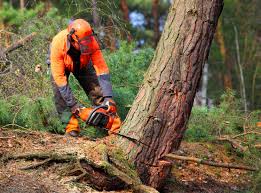 Best Tree Maintenance Programs  in Holly Springs, MS