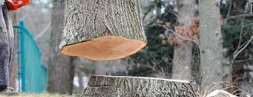 Best Leaf Removal  in Holly Springs, MS