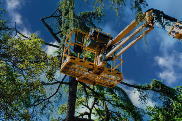 Reliable Holly Springs, MS Tree Services Solutions
