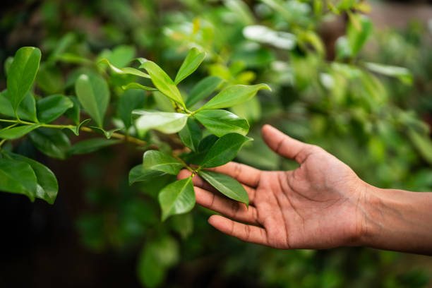 How Our Tree Care Process Works  in  Holly Springs, MS