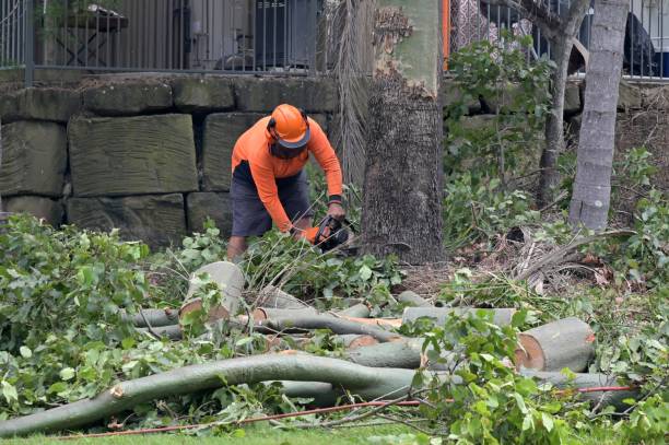 Best Emergency Tree Removal  in Holly Springs, MS