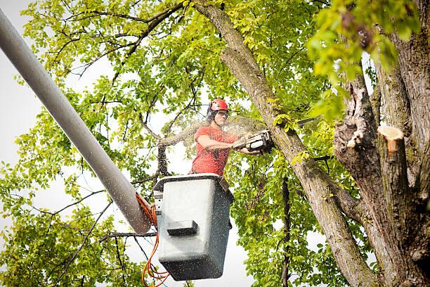Best Seasonal Cleanup (Spring/Fall)  in Holly Springs, MS