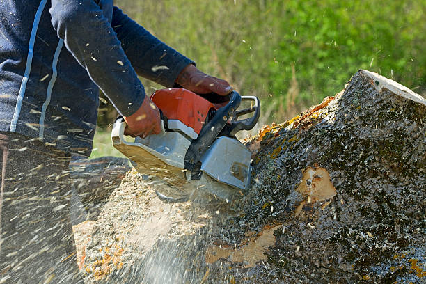 Landscape Design and Installation in Holly Springs, MS